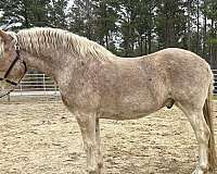 red-roan-belgian-gelding