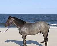 none-pony
