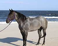 blue-roan-none-pony
