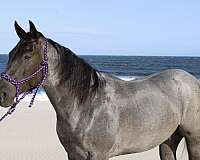 all-around-quarter-pony