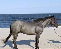 barrel-racing-quarter-pony