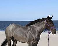 beginner-quarter-pony