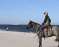 calf-roping-quarter-pony