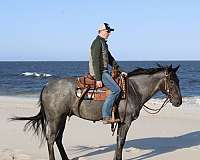 cowboy-mounted-shooting-quarter-pony