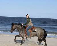 dressage-quarter-pony