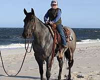 english-pleasure-quarter-pony