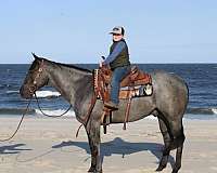 equitation-quarter-pony