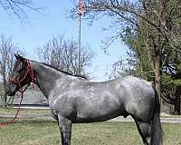 experienced-quarter-pony