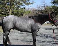 husband-safe-quarter-pony