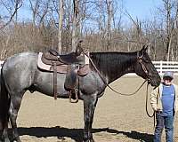 jumping-quarter-pony