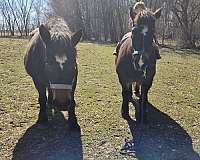 draft-percheron-horse