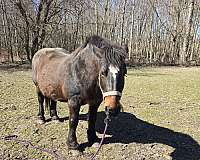 halter-percheron-horse
