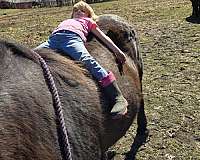 harness-percheron-horse