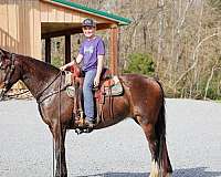 team-pen-percheron-horse
