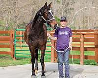 team-pen-mare