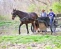 all-around-percheron-horse