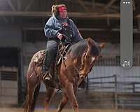 quarter-horse