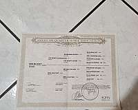 quarter-horse-for-sale
