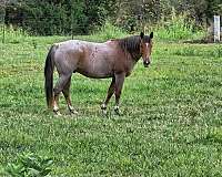 quarter-horse-gelding