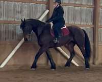all-around-friesian-horse