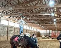 bay-friesian-mare