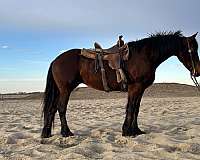 bay-all-around-horse