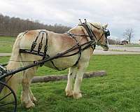 all-around-belgian-horse