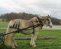 beginner-belgian-horse