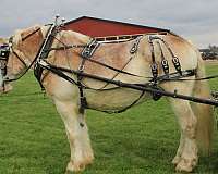 driving-belgian-horse