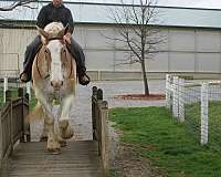 husband-safe-belgian-horse
