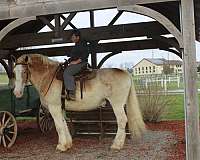 kid-safe-belgian-horse