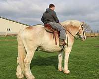 parade-belgian-horse