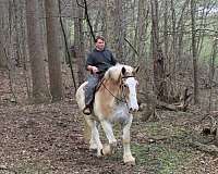 trail-belgian-horse