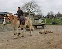 trail-riding-belgian-horse