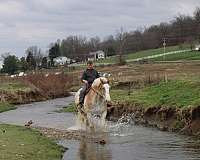 western-riding-belgian-horse
