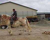 all-around-gelding