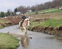 beginner-gelding