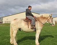 white-strip-mane-tail