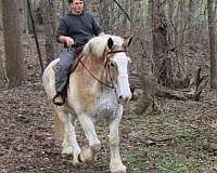 pleasure-driving-belgian-horse