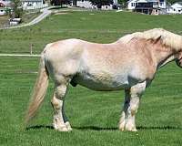 team-driving-belgian-horse