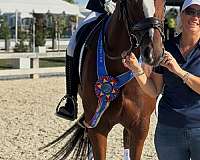 white-left-fore-horse