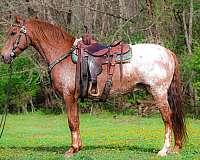 all-around-appaloosa-horse