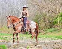 athletic-appaloosa-horse
