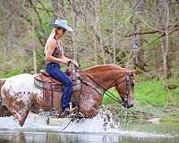 drill-team-appaloosa-horse