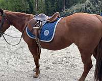 quarter-pony-mare