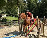 quarter-pony-for-sale