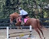 atlanta-quarter-pony