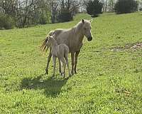 quarter-pony-broodmare