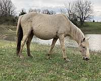 ads-quarter-pony