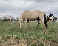 dilute-quarter-pony